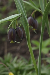 Fritillaria uva-vulpis