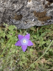Campanula ramosissima