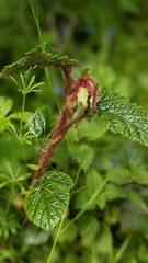 Rubus tricolor