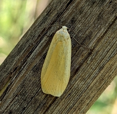 Eilema sororcula