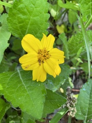Chrysogonum