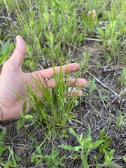 Dichanthelium perlongum