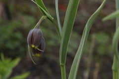 Fritillaria uva-vulpis