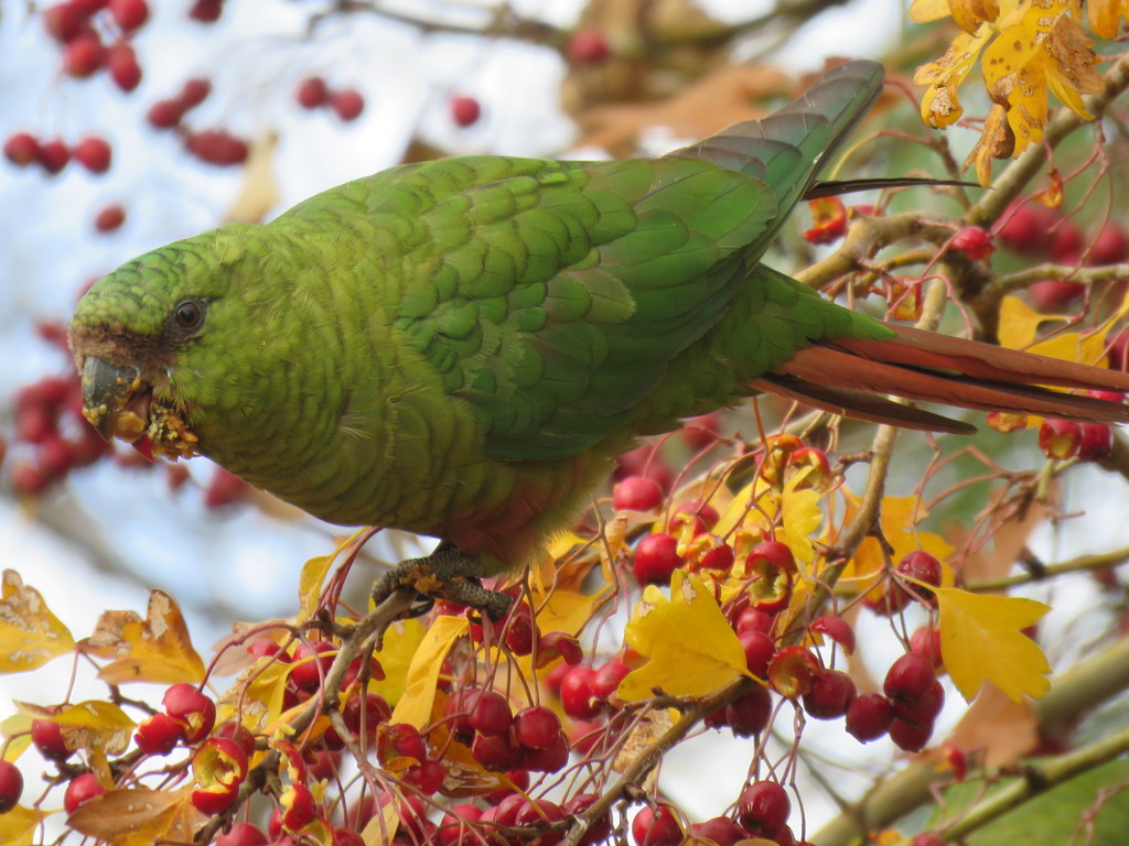 Austral Parakeet photo