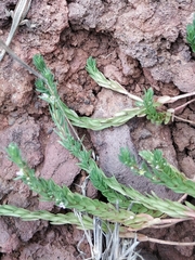 Lythrum hyssopifolia image