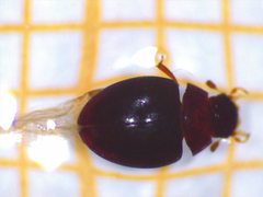 Sticholotidinae