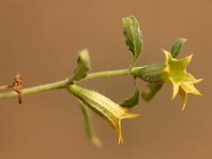 Hyoscyamus pusillus