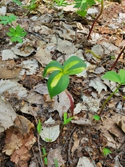 Trillium grandiflorum
