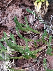 Lythrum hyssopifolia image