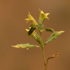 Hyoscyamus pusillus