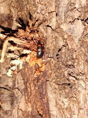 Glischrochilus japonius