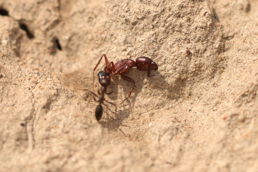 Camponotus turkestanicus