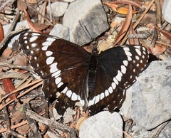 Limenitis weidemeyerii nevadae