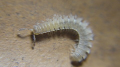 Polydesmus stuxbergi