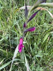 Gladiolus communis byzantinus