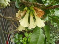 Tecomanthe speciosa