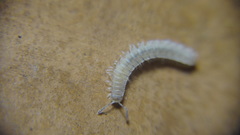 Polydesmus stuxbergi