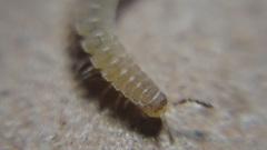 Polydesmus stuxbergi