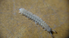 Polydesmus stuxbergi