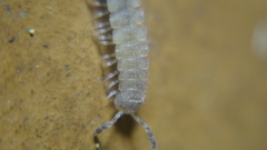 Polydesmus stuxbergi
