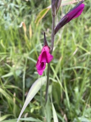 Gladiolus communis byzantinus