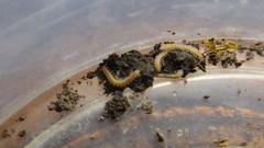 Polydesmus stuxbergi