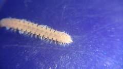 Polydesmus stuxbergi