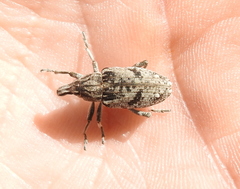 Asproparthenis punctiventris