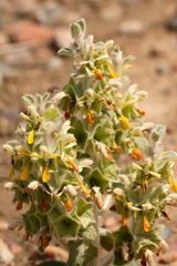 Phlomoides isochila