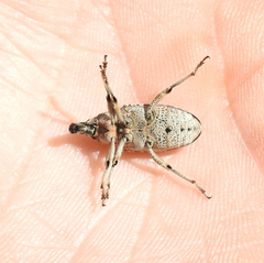 Asproparthenis punctiventris