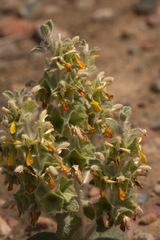 Phlomoides isochila