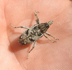 Asproparthenis punctiventris