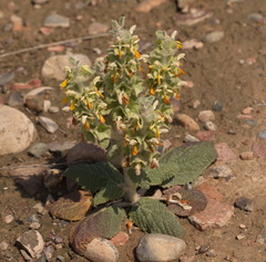 Phlomoides isochila
