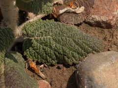 Phlomoides isochila