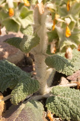 Phlomoides isochila