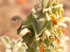 Phlomoides isochila