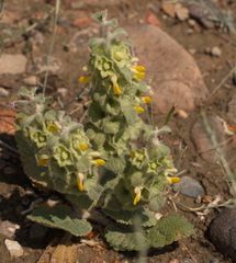 Phlomoides isochila