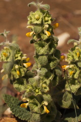 Phlomoides isochila