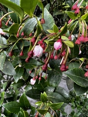 Vaccinium wrightii