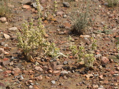 Phlomoides isochila