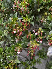 Vaccinium wrightii