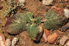 Phlomoides isochila