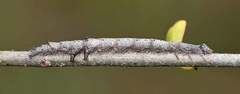 Catocala lineella