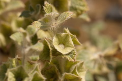 Phlomoides isochila