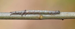 Catocala lineella