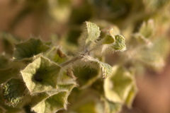 Phlomoides isochila