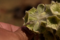Phlomoides isochila