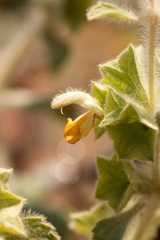 Phlomoides isochila
