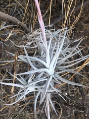 Tillandsia albida