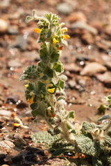 Phlomoides isochila